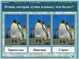 «Совиный попугай» – кого так называют?. Жако. Какаду. Какапо, слайд 19