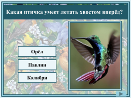 «Совиный попугай» – кого так называют?. Жако. Какаду. Какапо, слайд 21