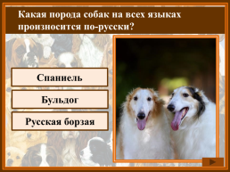 Как называется домик собаки?, слайд 10