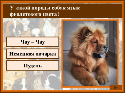 Как называется домик собаки?, слайд 11