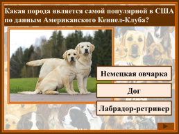 Как называется домик собаки?, слайд 12