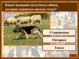 Как называется домик собаки?, слайд 16
