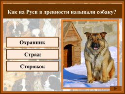 Как называется домик собаки?, слайд 18
