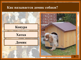 Как называется домик собаки?, слайд 2