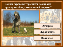 Как называется домик собаки?, слайд 4