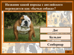 Как называется домик собаки?, слайд 5
