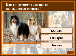 Как называется домик собаки?, слайд 9