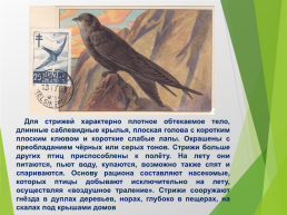 О птицах России. Часть 1, слайд 6