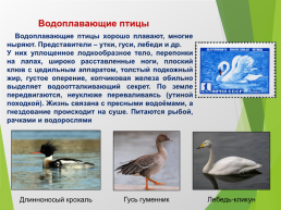 О птицах России. Часть 1, слайд 7