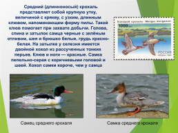 О птицах России. Часть 1, слайд 8