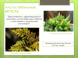 Мохообразные bryophyta, слайд 11