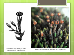 Мохообразные bryophyta, слайд 15