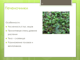 Мохообразные bryophyta, слайд 20
