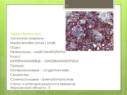 Мохообразные bryophyta, слайд 31