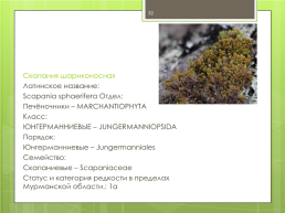 Мохообразные bryophyta, слайд 32