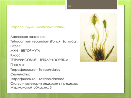 Мохообразные bryophyta, слайд 35