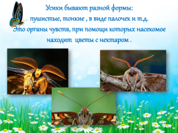 Аппликация «бабочка», слайд 5