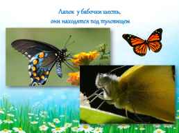 Аппликация «бабочка», слайд 6