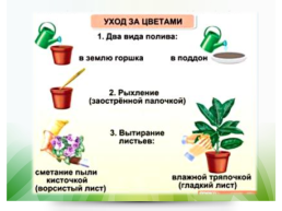 Комнатные растения, слайд 17