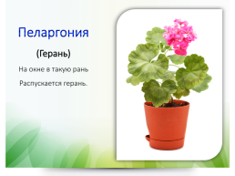 Комнатные растения, слайд 5
