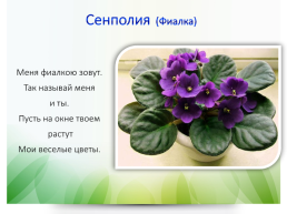 Комнатные растения, слайд 8