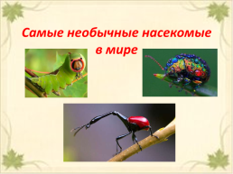 Самые необычные насекомые в мире, слайд 1