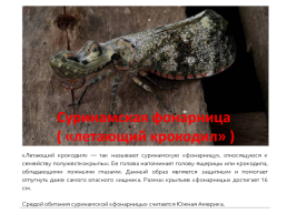 Самые необычные насекомые в мире, слайд 10