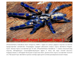 Самые необычные насекомые в мире, слайд 11