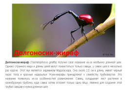 Самые необычные насекомые в мире, слайд 13