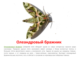 Самые необычные насекомые в мире, слайд 15