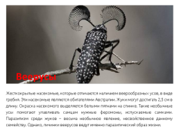 Самые необычные насекомые в мире, слайд 3