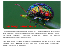 Самые необычные насекомые в мире, слайд 4
