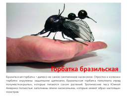 Самые необычные насекомые в мире, слайд 5