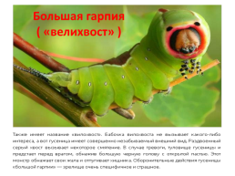 Самые необычные насекомые в мире, слайд 8