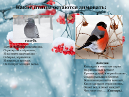 Проект: как живут животные и птицы зимой?, слайд 4