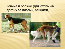 Собака друг человека, слайд 3