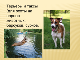 Собака друг человека, слайд 4