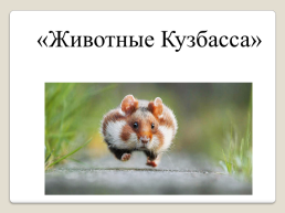 «Животные Кузбасса», слайд 1