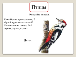 «Животные Кузбасса», слайд 14