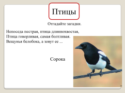 «Животные Кузбасса», слайд 19