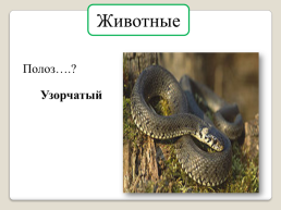 «Животные Кузбасса», слайд 29