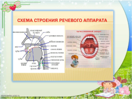 Возрастные особенности органов речи, слайд 6