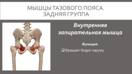 Мышцы нижней конечности, слайд 10