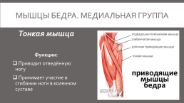 Мышцы нижней конечности, слайд 17