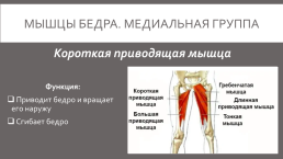 Мышцы нижней конечности, слайд 19