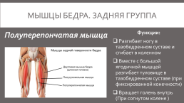 Мышцы нижней конечности, слайд 22