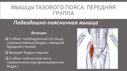 Мышцы нижней конечности, слайд 3