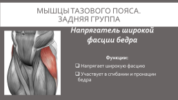 Мышцы нижней конечности, слайд 8