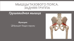 Мышцы нижней конечности, слайд 9
