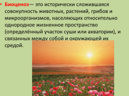 Тема : «понятие о природном сообществе», слайд 12